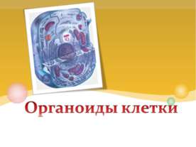 Органоиды клетки 9 класс
