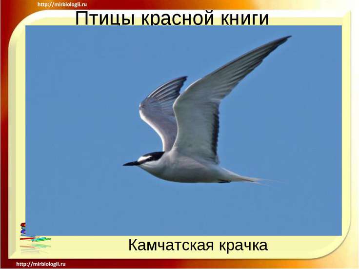 Птицы из красной книги фото