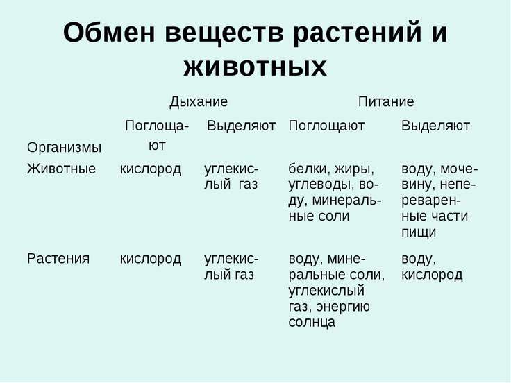 Обмен веществ у ели