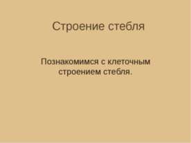 Строение стебля. Познакомимся с клеточным строением стебля