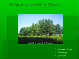 Birch is a symbol of Russia