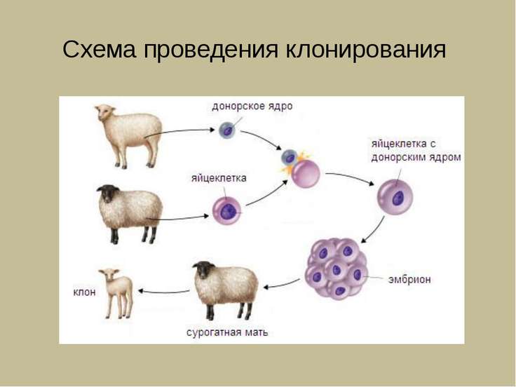 Клонирование человека схема