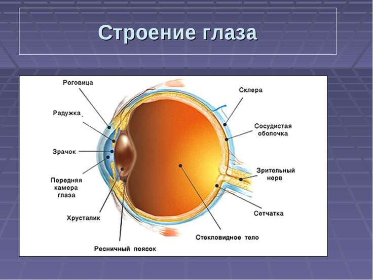 Структура глаза человека фото с описанием