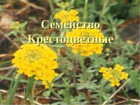 Семейство крестоцветные