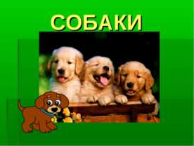 Собаки
