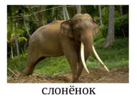 Мамы и детеныши