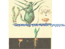 Строение растения кукурузы