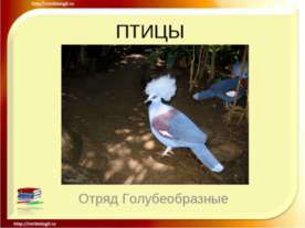 Птицы Отряд Голубеобразные