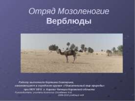 Отряд Мозоленогие. Верблюды