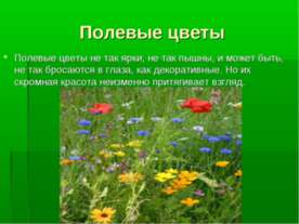 Полевые цветы