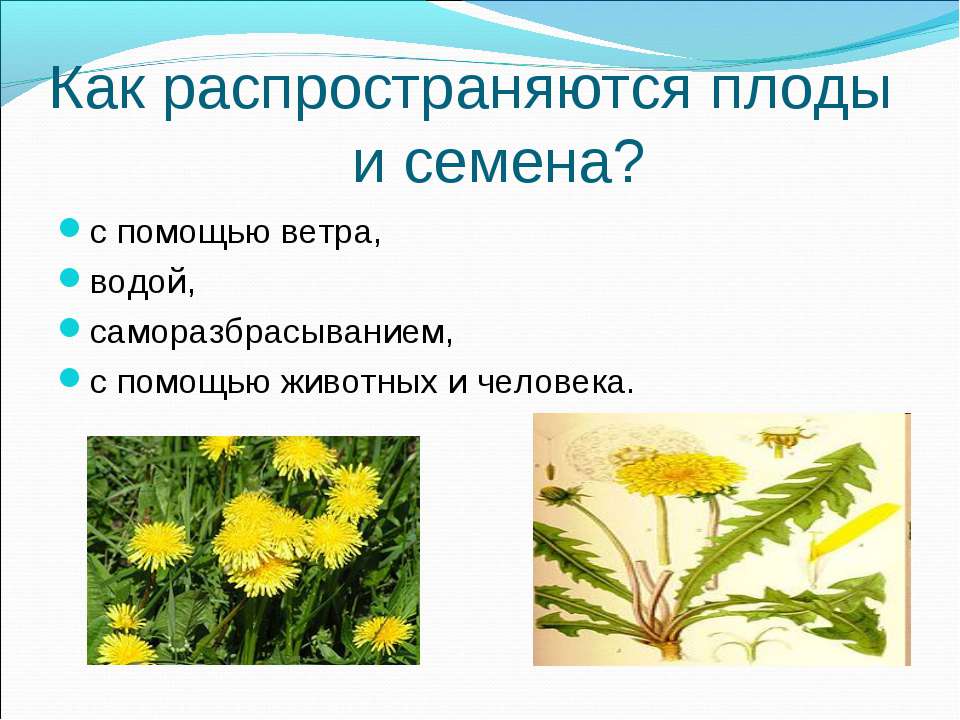 Примеры растений с легкими семенами