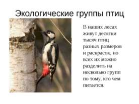 Экологические группы птиц