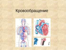 Кровообращение