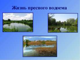 Жизнь пресного водоема