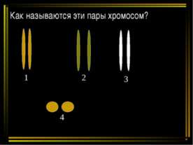 Как называются эти пары хромосом?