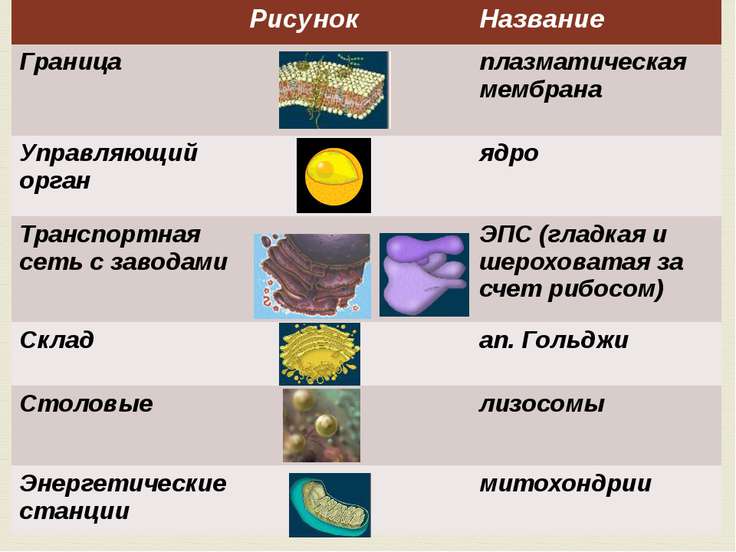 Растений тест ткани с по класс животных и ответами биологии 6