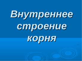 Внутреннее строение корня