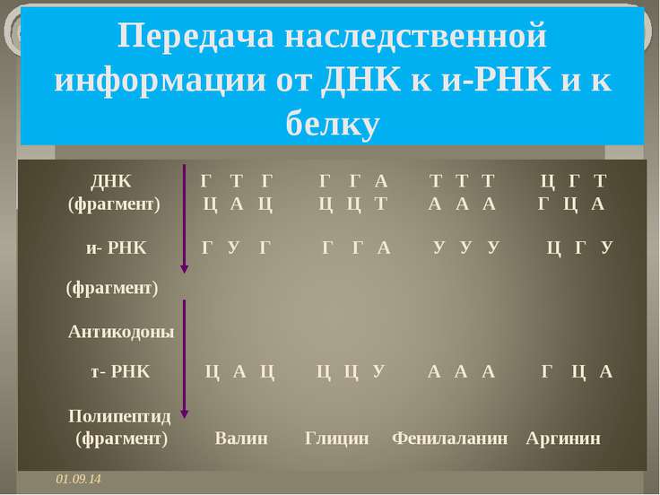 cкачать бесплатно презентацию по биологии 9 класса на тему биосинтез белков