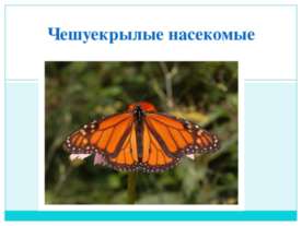 Чешуекрылые насекомые
