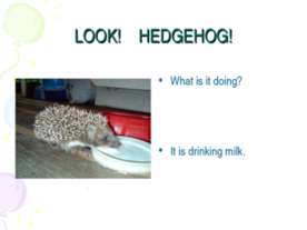 Look! Hedgehog!