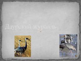 Даурский журавль