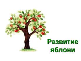 Развитие яблони