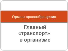 Органы кровообращения. Главный «транспорт» в организме