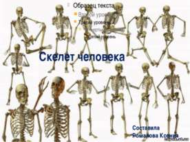 скелет человека