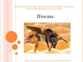 Ориентация пчёл во времени и пространстве