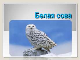 Белая сова