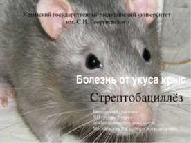 Болезнь от укуса крыс. Стрептобациллёз