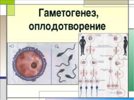 Гаметогенез, оплодотворение
