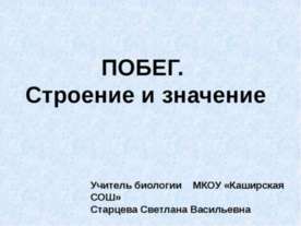 Побег. Строение и значение