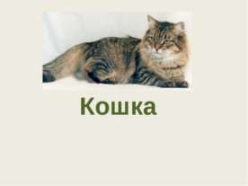 Кошка
