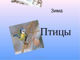 Зима. Птицы