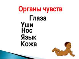 Органы чувств Глаза Уши Нос Язык Кожа