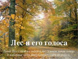 Лес и его голоса
