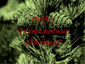 Отдел Голосеменные (Хвойные)