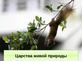 Царства живой природы