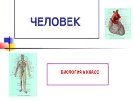 Человек (8 класс)