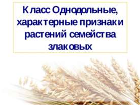 Класс Однодольные, характерные признаки растений семейства злаковых