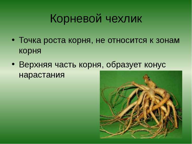 Презентация по теме зоны корня 6 класс