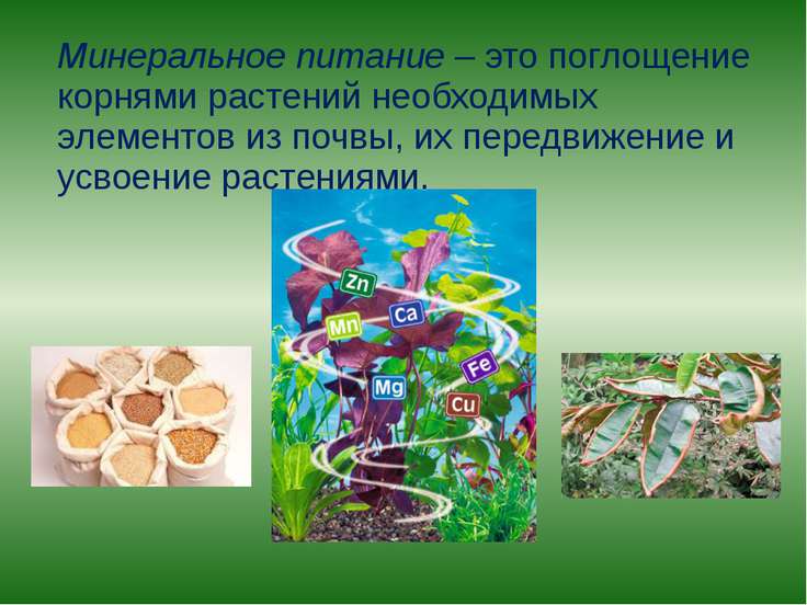 презентация по теме зоны корня 6 класс презентация по теме зоны корня 6 класс
