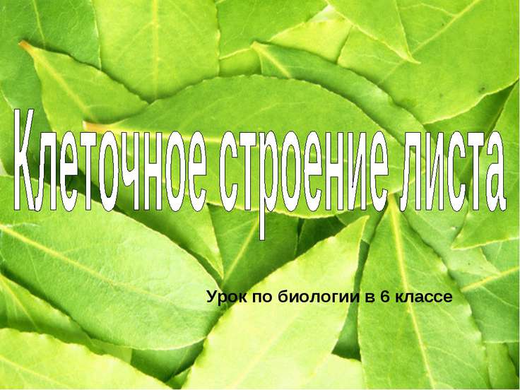 скачать призентацию по биологии 6 класс