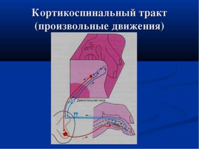 Кортикоспинальный путь схема