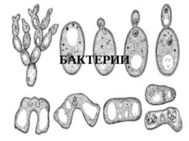 Бактерии
