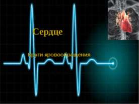 Сердце. Круги кровообращения